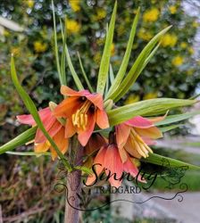 Fritillaria 'Early fantasy'