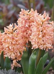 Hyacint 'Gipsy Queen'