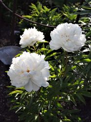 Pion Gardenia
