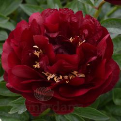 Pion 'Buckeye Belle'