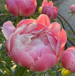 Pion 'Coral Sunset'