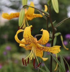 Tigerlilja  'Leichtlinii'