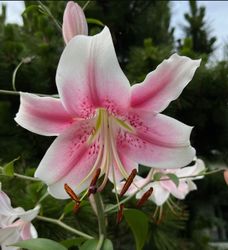 Trädlilja 'Anastasia'
