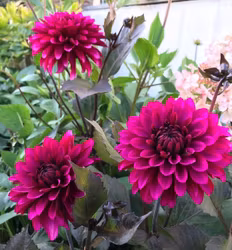 Dahlia Purple Flame