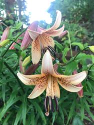 Lilja 'Tiger babies'