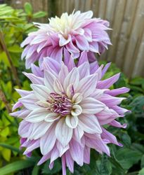 Dahlia Labyrinth Two Tone