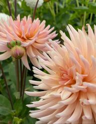 Dahlia Preference