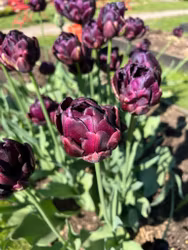 Tulpan 'Black hero'