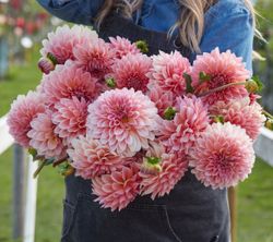 Dahlia Beauty Queen