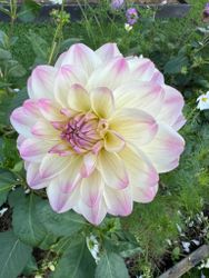 Dahlia Sturm Kika