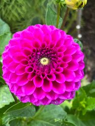 Dahlia Candy Time