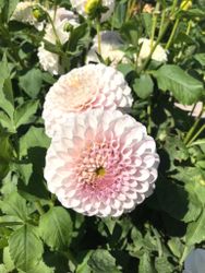 Dahlia Pink Silk