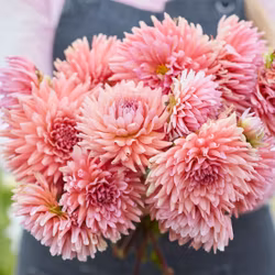 Dahlia Madeleine