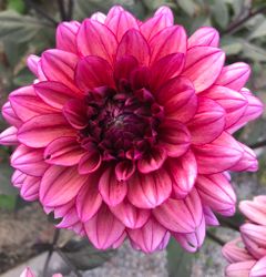 Dahlia Molly Raven