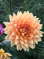 Dahlia Glorie van Noordwijk