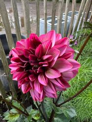 Dahlia Seniors Hope