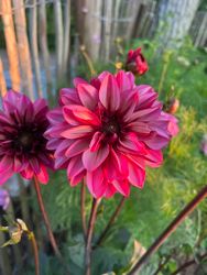 Dahlia Seniors Hope