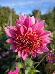 Dahlia Mambo