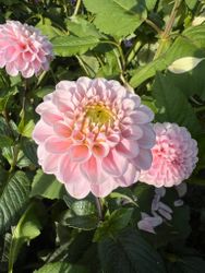 Dahlia White Wizard