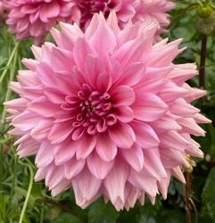 Dahlia La Bell Epoque