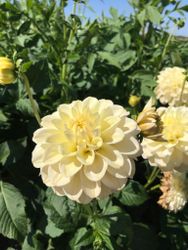 Dahlia Caramel Antique