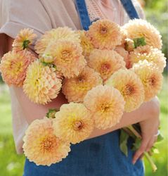 Dahlia Blyton soft Gleam