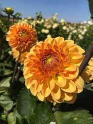 Dahlia Blyton soft Gleam