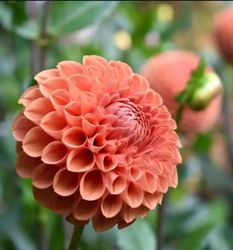 Dahlia Cornel Brons