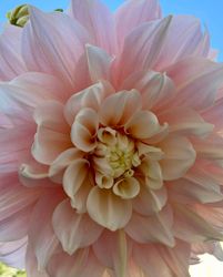 Dahlia Break Out