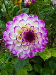 Dahlia Dreaming Maid