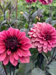 Dahlia Night silence