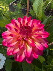 Dahlia Loe´s