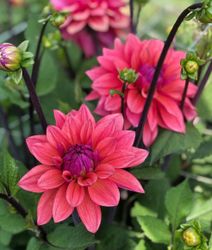 Dahlia American Dawn