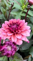 Dahlia Molly Raven