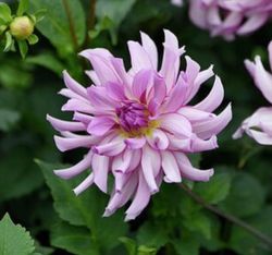Dahlia Savanna Rose