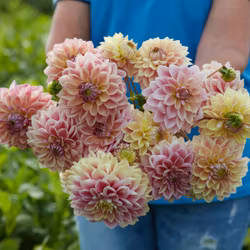 Dahlia Dusty Beauty