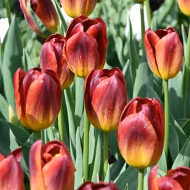 Tulpan Amberglow