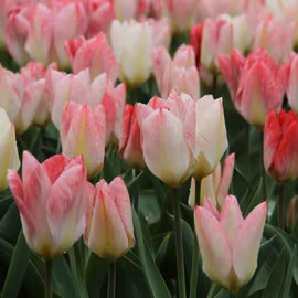 Tulpan 'Flaming purissima'
