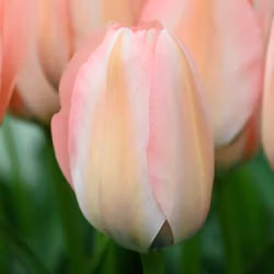 Tulpan 'Bella Blush'