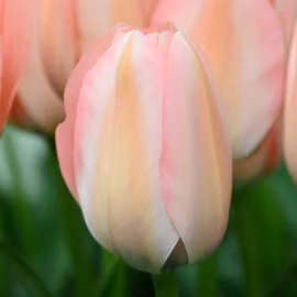 Tulpan 'Bella Blush'