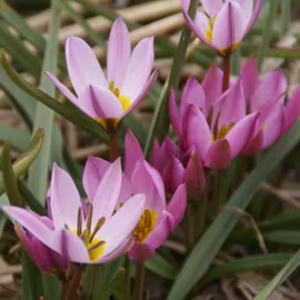 Tulpan 'Humilis'