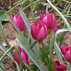 Tulpan 'Humilis odalisque'