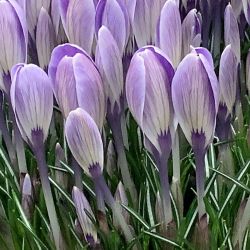 Krokus 'Striped bird'