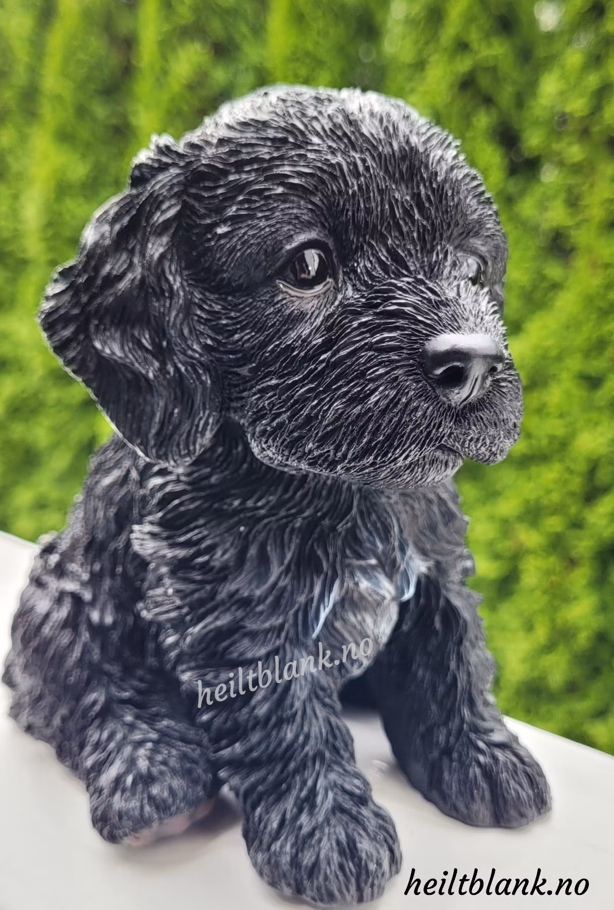 Cockapoo Valp