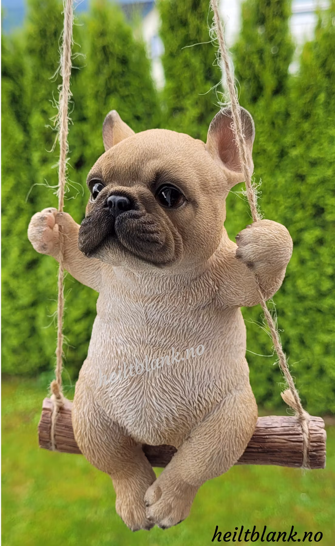 Fransk bulldog på huske