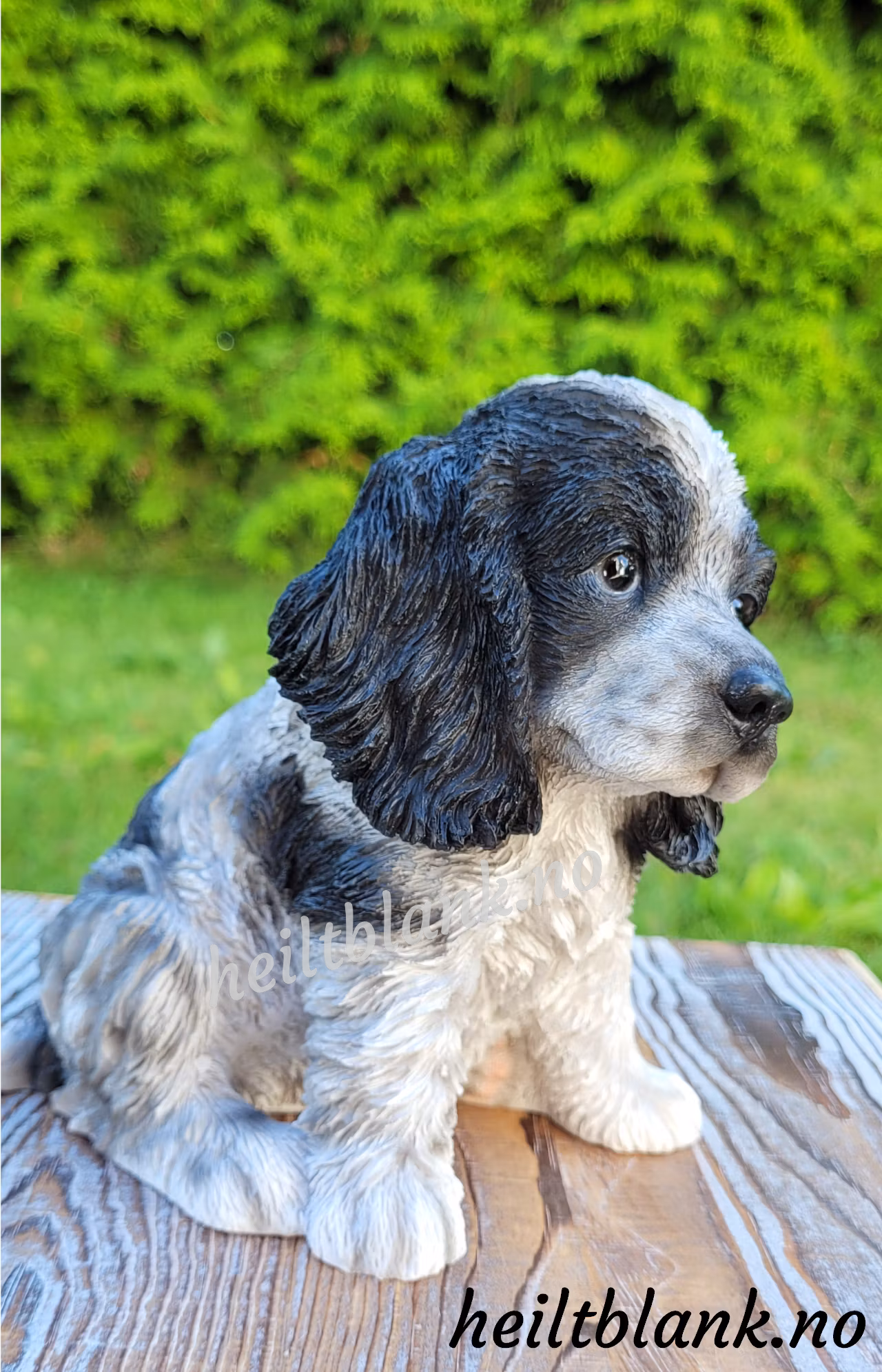 Cocker spaniel valp - hvit og sort