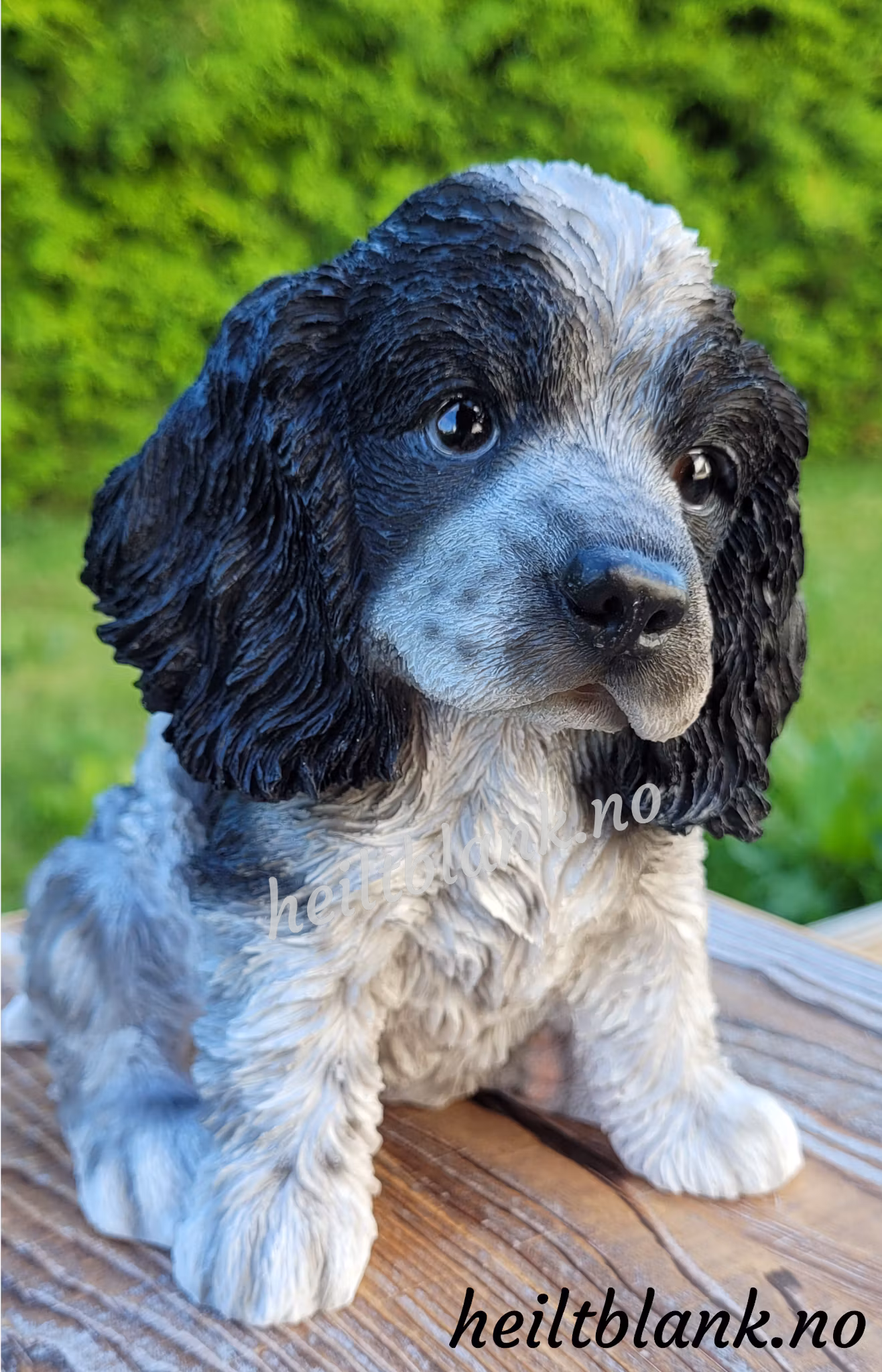 Cocker spaniel valp - hvit og sort