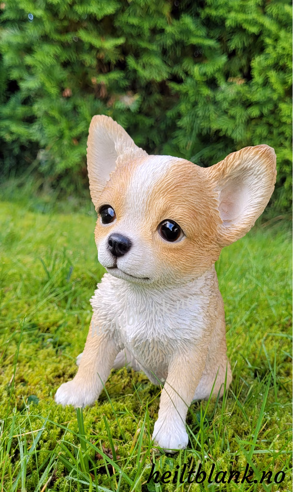 Lys chihuahua valp