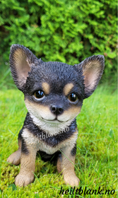Mørk chihuahua valp