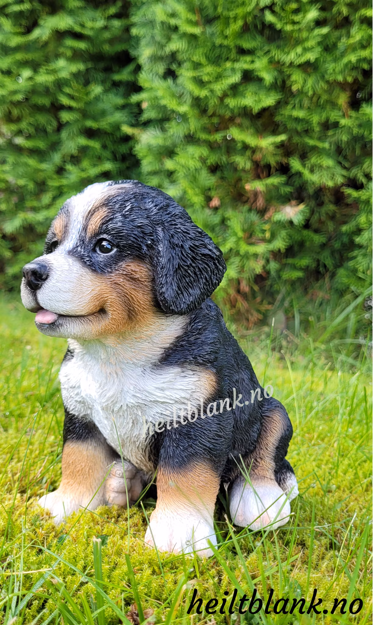 Berner sennen valp